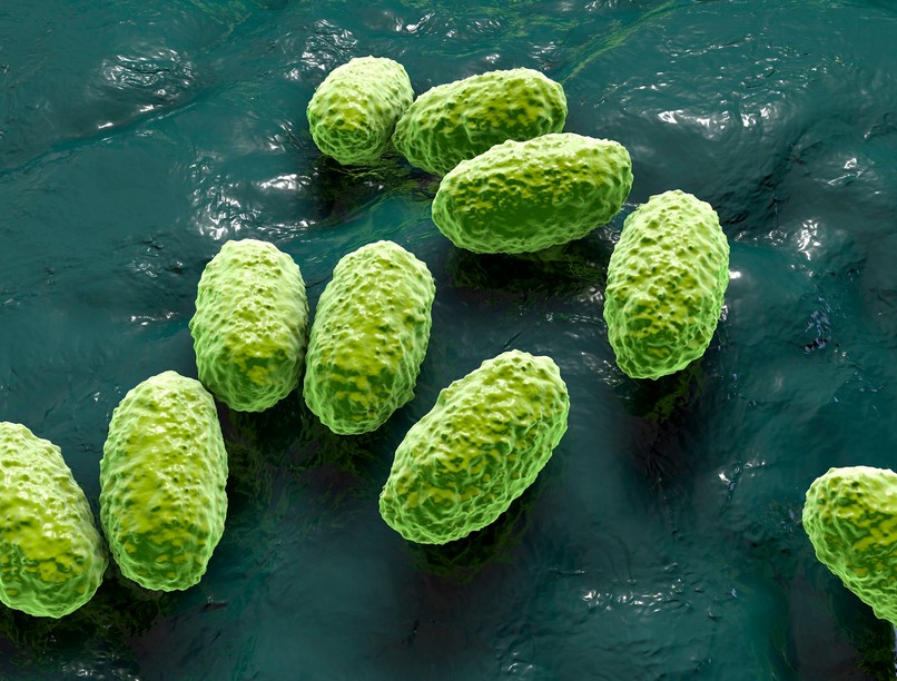 szamárköhögés pertussis fertőzés tünetei