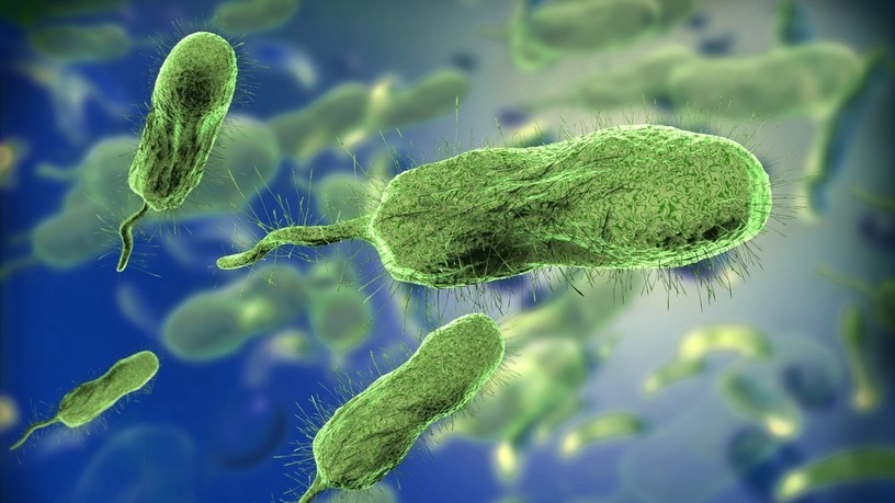 Vibrio vulnificus húsevő baktérium fertőzés
