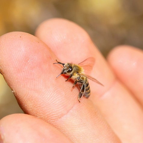 Méhméreg: veszélyes tévhitek terjednek – valóban sok mindenre jó, de nem mindenre című cikk nyitóképe