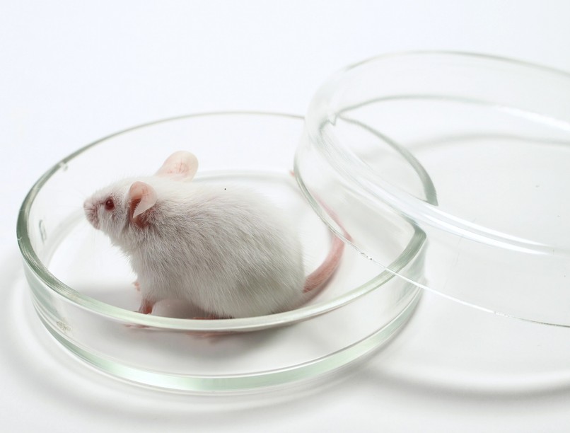 rákkutatás, emlőrák, krónikus stressz, kutatás