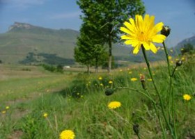 Mi a pollen? (videóriport)