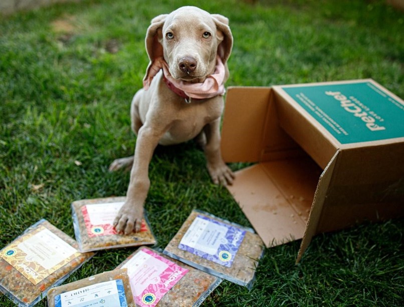 Óvjuk kutyusunk gyomrát hatékonyan