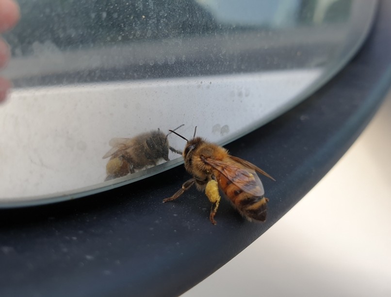 méhcsípés, rendőr, méh, allergia