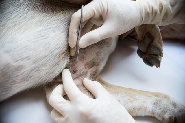 Kullancs kutyában, macskában: így védekezhetünk a paraziták ellen