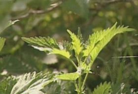 Gyógynövények - a csalán