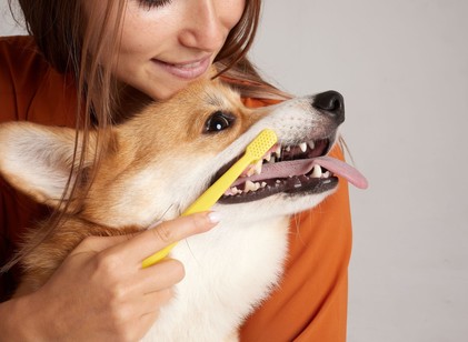Így tarthatja egészségesen kutyája fogait – egyszerű, de hatékony módszerek című cikk nyitóképe