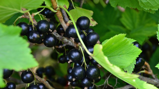 Ez a savanykás bogyós gyümölcs igazi vitaminbomba, és most van a szezonja
