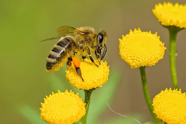 Beporzóbarát város: a biodiverzivitás a városokban is elengedhetetlen