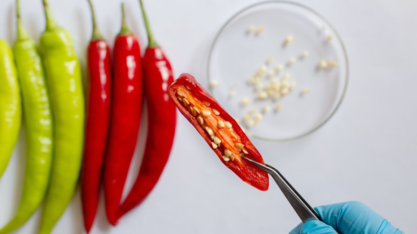 rák ellen, kapszaicin, előnyök, objektív hatások, mellékhatások, chili, cayenne
