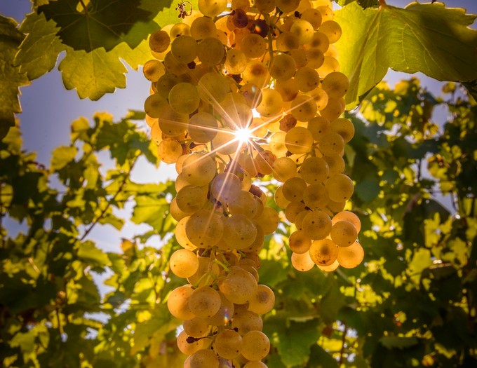 Vinoterápia: márpedig a tokaji aszú gyógyszer - erre használhatja című cikk nyitóképe