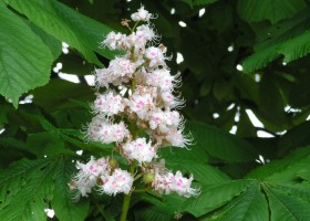 Gyógynövények - a vadgesztenye