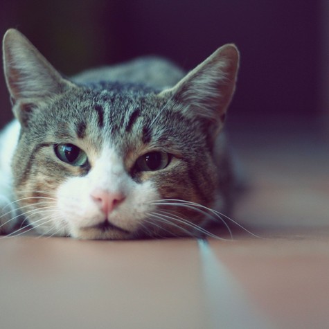 Csendes betegség, súlyos következmények: így ismerheti fel azt, ha baj van macskája veséjével című cikk nyitóképe