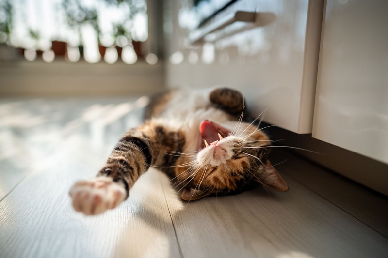 Segítség! Mitől bolondult meg a macskám egyik pillanatról a másikra?