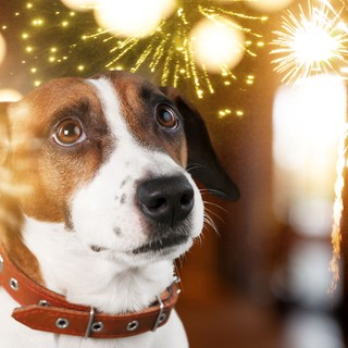 Felkészíthető-e a kutya a szilveszteri tűzijátékra? Igen – de nem az utolsó pillanatban című cikk nyitóképe