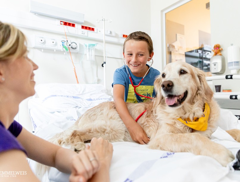 állat doktor gyógyulás gyógyítás