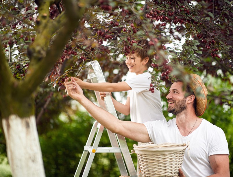 vitamin, gyümölcs, kertészet, pandémia, gyógynövények