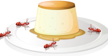 Hangyajoghurt: 4 hangya segítségével támasztották fel a Balkán elfeledett joghurtreceptjét