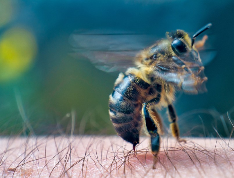 méh, méreg, méhméreg, degeneratív betegség, fertőző