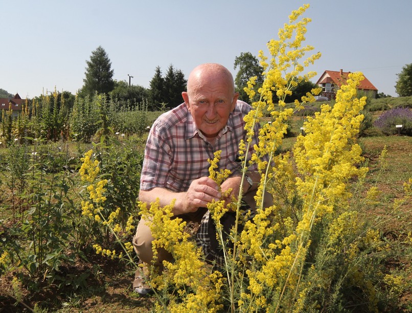 gyuri bacsi, bükki füvesember, gyogynvenyek, 