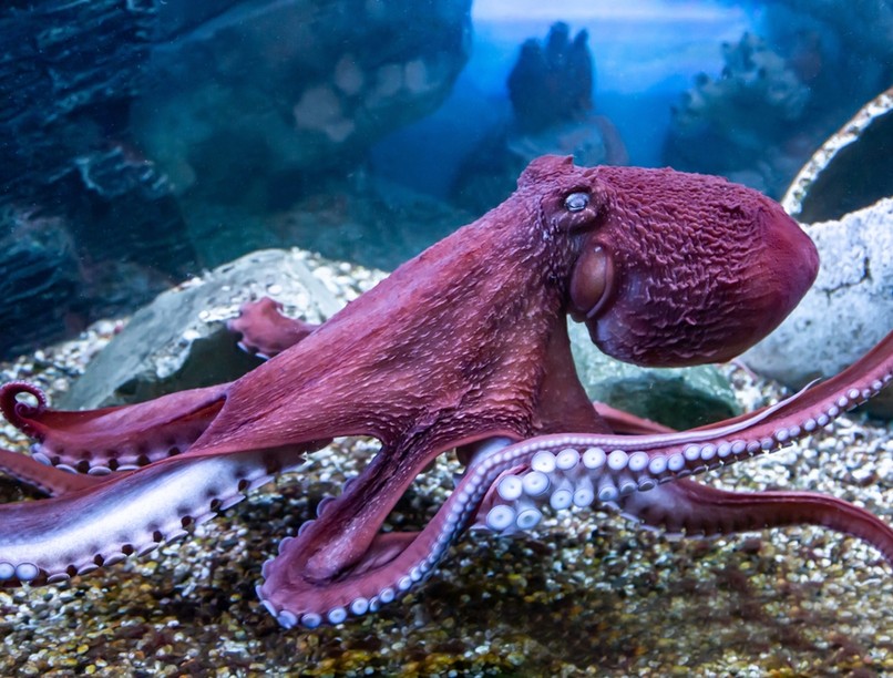 polip, álom, alvás, szín, változás