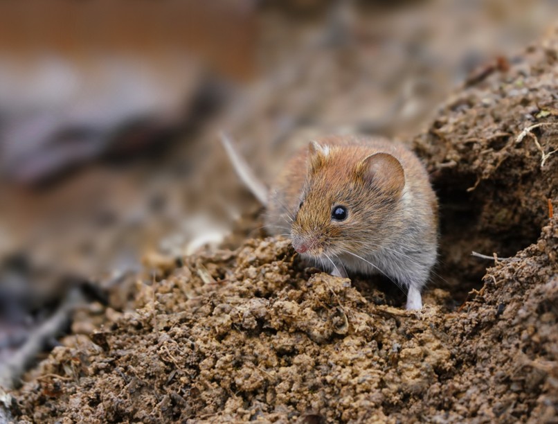 pocok, koronavírus, covid, járvány