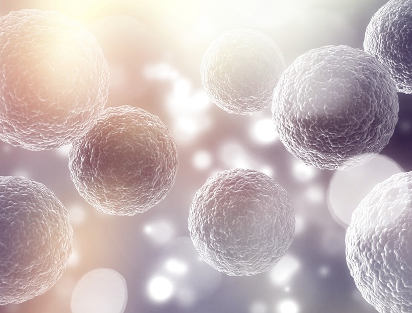 galektinek fehérje daganat gyulladás kutatás