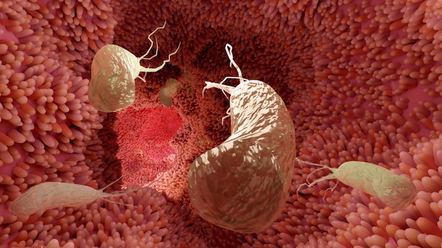 Mit okoz a Helicobacter pylori baktérium és mit tehetünk ellene?