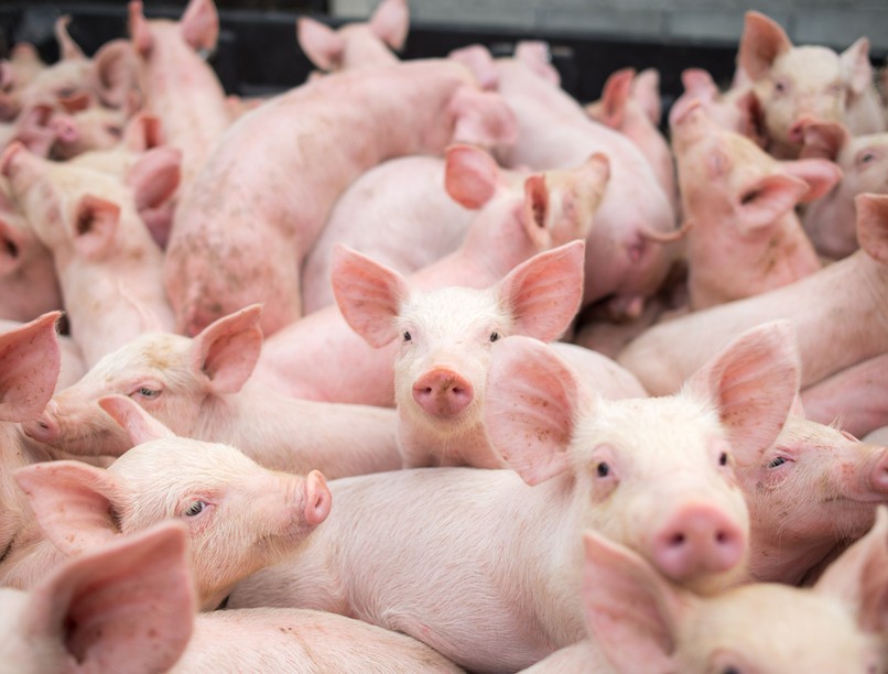 sertésinfluenza, vírus, járvány fertőzés, új vírus, kína