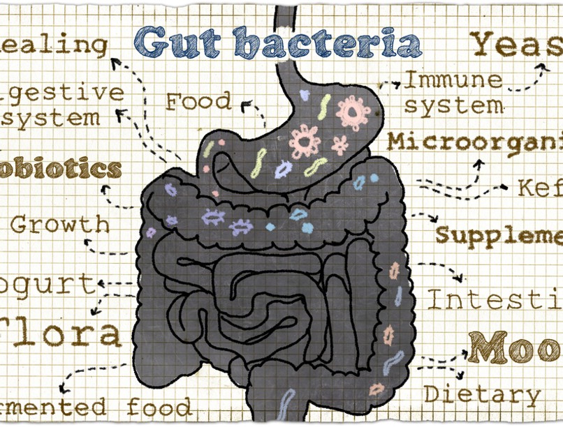 bélflóra antibiotikum baktérium probiotikum