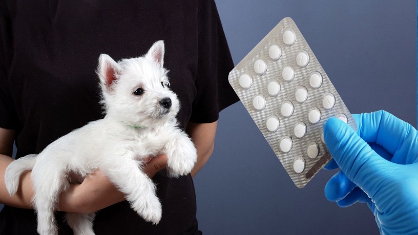 antibiotikum felírás kutya macska állatorvos hírek Nébih