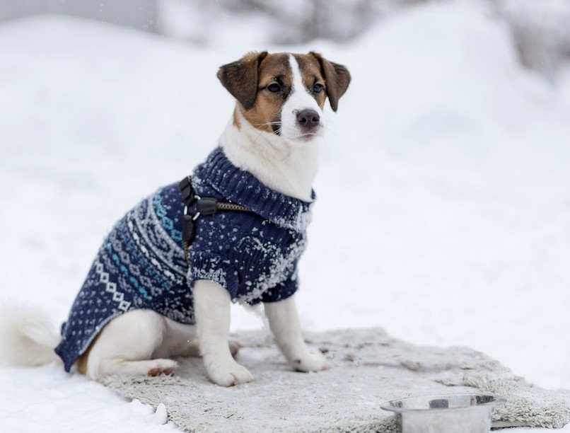 háziállat hideg idő védelem tanács