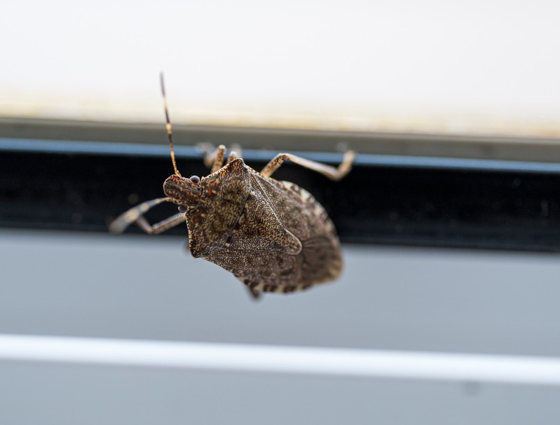 poloskainvázió csípés büdös tavasz