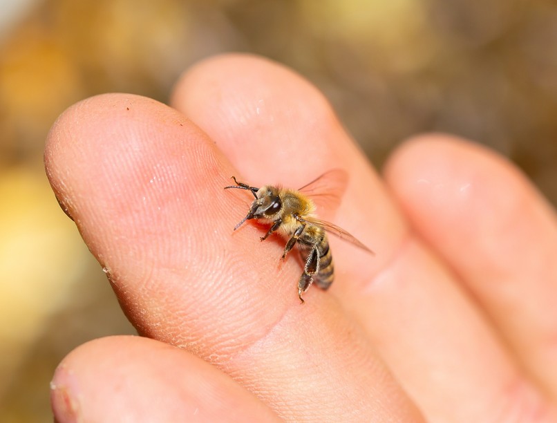méhméreg hatása mozgásszervi probléma