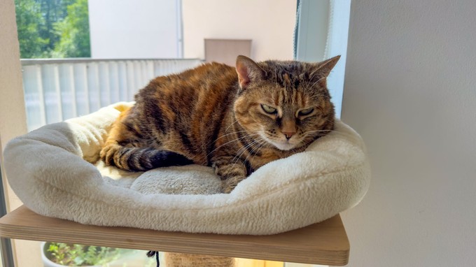 Ugyanúgy lehetnek demensek a macskák, mint az emberek – állítja egy friss tanulmány című cikk nyitóképe