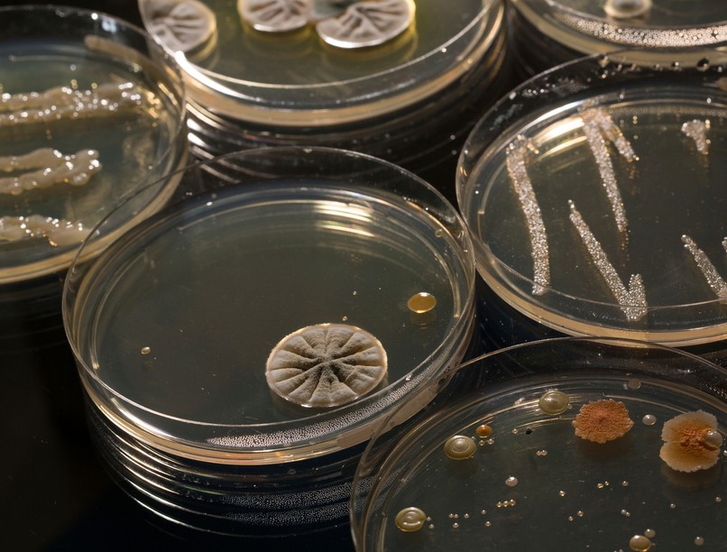 penicilin, felfedezés, himlő, vakcina