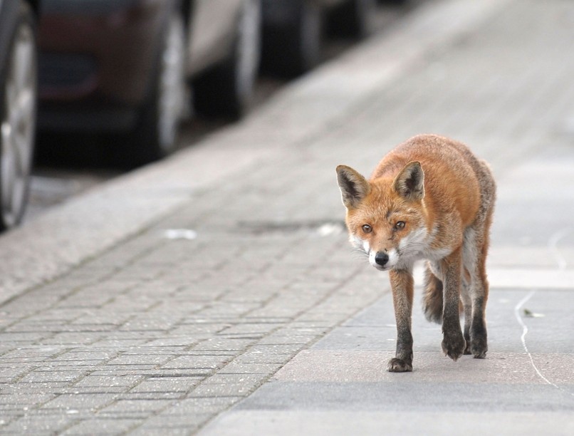 róka város veszettség táplálék rágcsáló