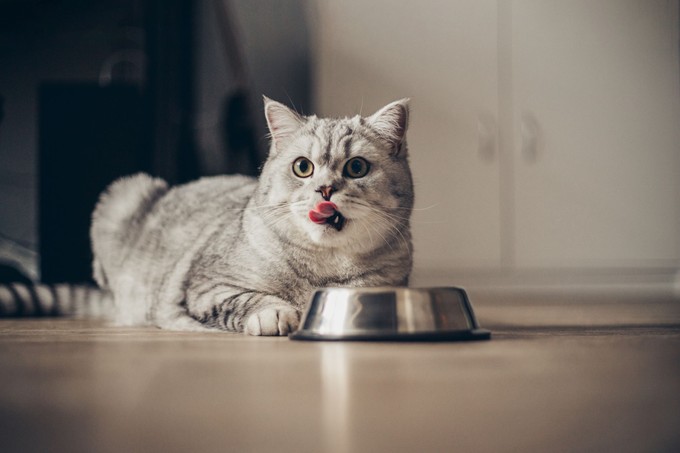 Ezeket az ételeket soha ne adja a macskájának – akár komoly gondokat is okozhat velük! című cikk nyitóképe