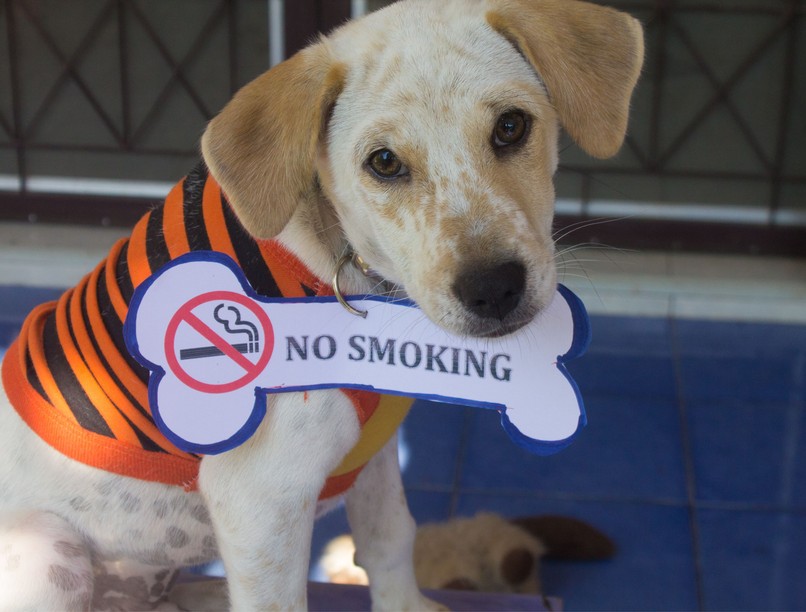 dohányzás, dohányzásról leszokás, cigaretta, lelkiállapot, függőség, kutya, macska, társállat, kisállat