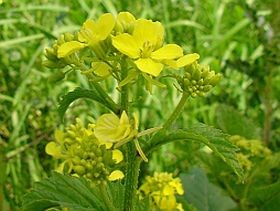 Repceolajjal a vastagbélrák ellen!