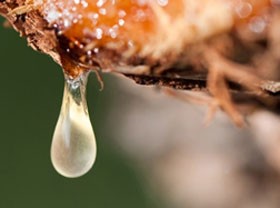 Egy fenyő is lehet szívbarát?