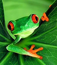 Békabőrrel a rákkutatásért