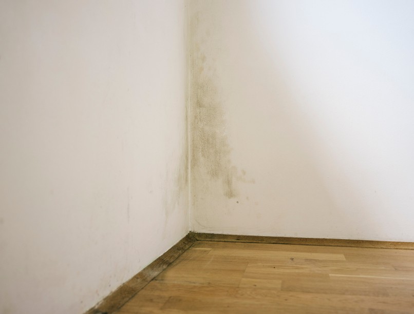 penész orrhon, rejtett, lakás