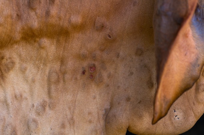 Megjelent Európában a bőrcsomósodáskór - szúnyogok és kullancsok terjesztik a vírust című cikk nyitóképe