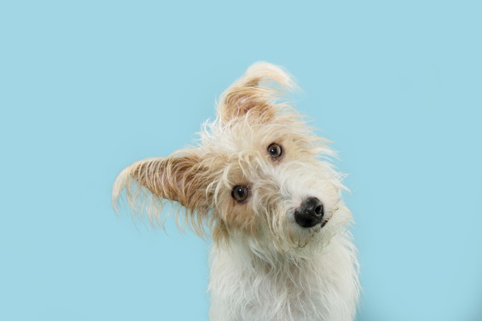 Miért döntik oldalra a kutyák a fejüket? Cukiskodnak vagy nagyobb jelentősége van? című cikk nyitóképe