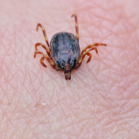 Mi vonzza a kullancsokat? Ezt állítja egy friss kutatás című cikk nyitóképe