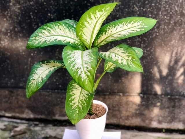 Ezek a mérgező növények komoly allergiás reakciót okozhatnak!