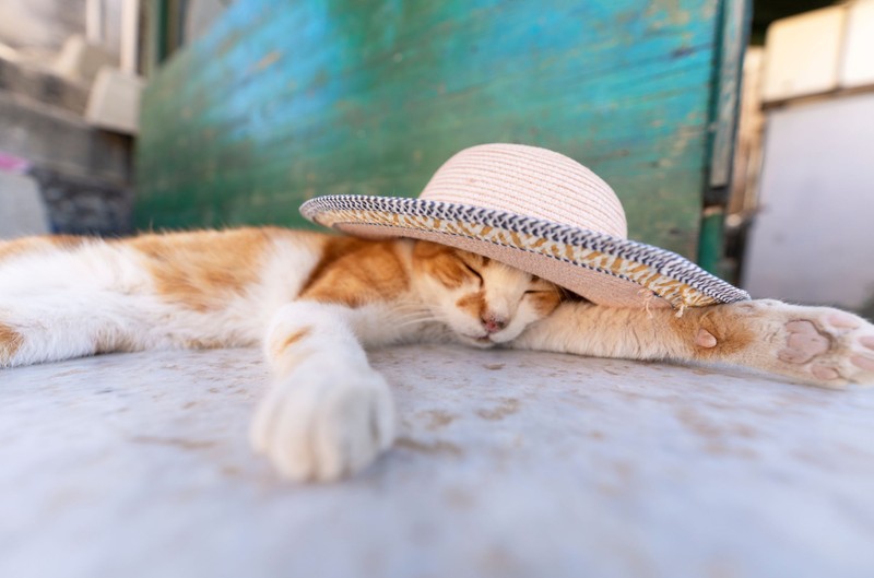 A macskák is leéghetnek a tűző napon - így óvja kedvencét!