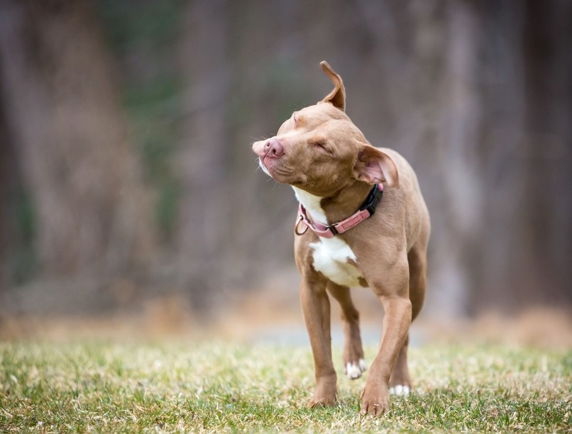 toklász veszély tünet kutya