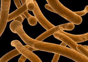 Fertőzéseink, fertőző betegségeink