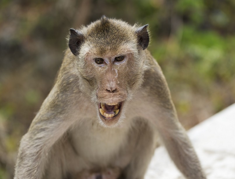 majom, harapás, mamákó, vírus